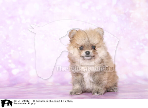 Zwergspitz Welpe / Pomeranian Puppy / JH-29537