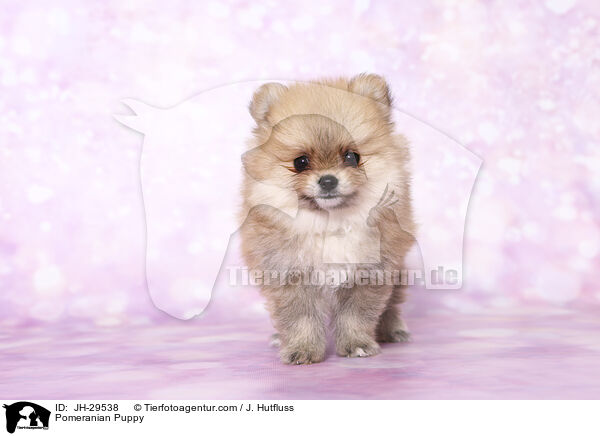 Zwergspitz Welpe / Pomeranian Puppy / JH-29538