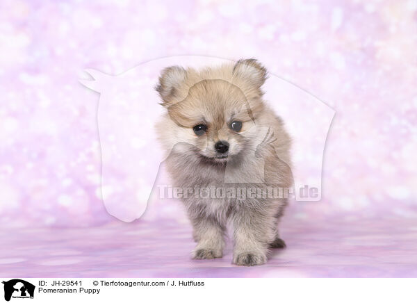 Zwergspitz Welpe / Pomeranian Puppy / JH-29541