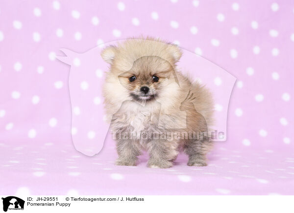 Zwergspitz Welpe / Pomeranian Puppy / JH-29551