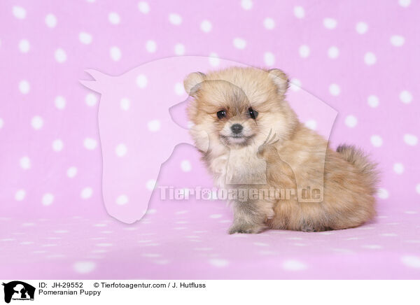 Zwergspitz Welpe / Pomeranian Puppy / JH-29552