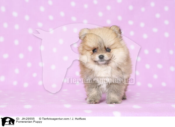 Zwergspitz Welpe / Pomeranian Puppy / JH-29555