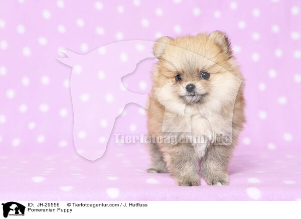 Zwergspitz Welpe / Pomeranian Puppy / JH-29556