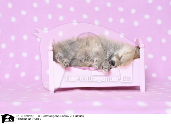 Zwergspitz Welpe / Pomeranian Puppy / JH-29567