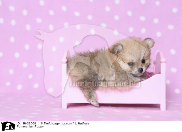 Zwergspitz Welpe / Pomeranian Puppy / JH-29568