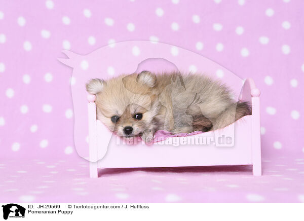 Zwergspitz Welpe / Pomeranian Puppy / JH-29569