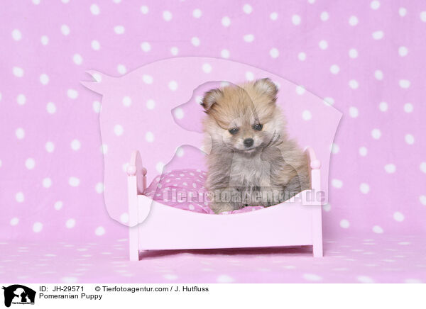 Zwergspitz Welpe / Pomeranian Puppy / JH-29571