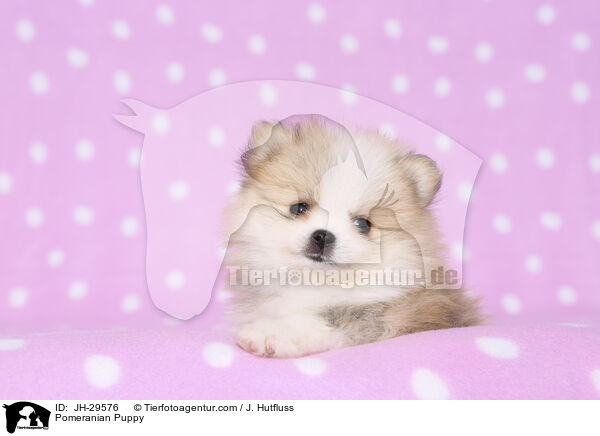 Zwergspitz Welpe / Pomeranian Puppy / JH-29576