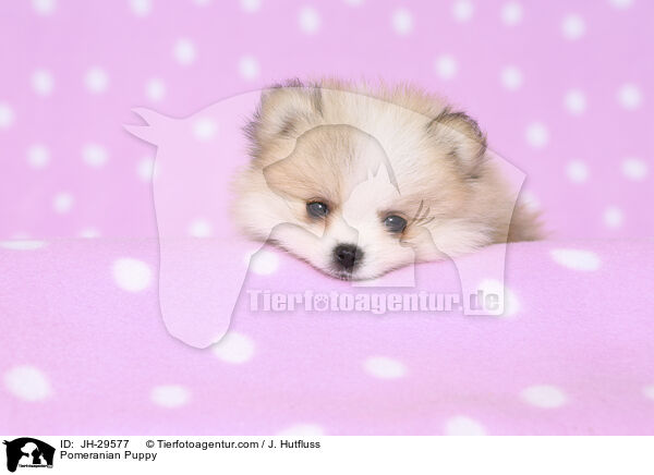 Zwergspitz Welpe / Pomeranian Puppy / JH-29577