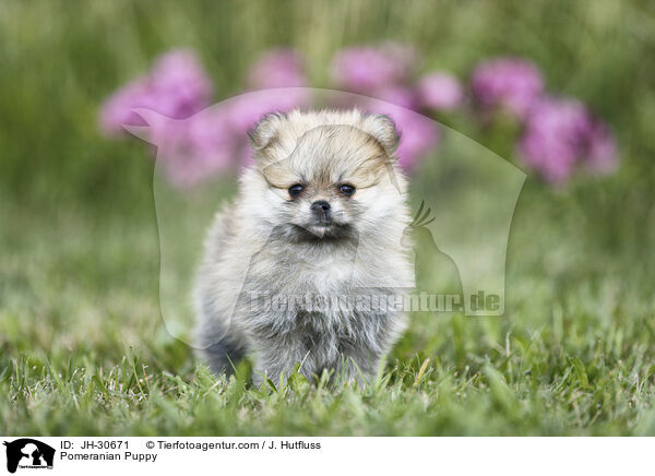 Pomeranian Puppy / JH-30671
