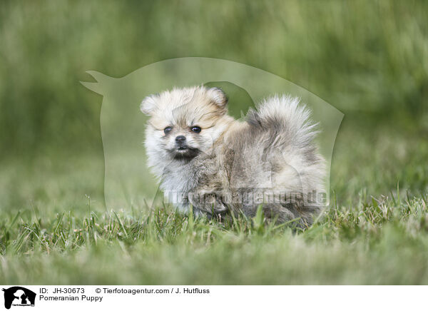Pomeranian Puppy / JH-30673