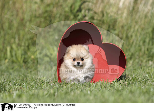 Zwergspitz Welpe / Pomeranian Puppy / JH-30700