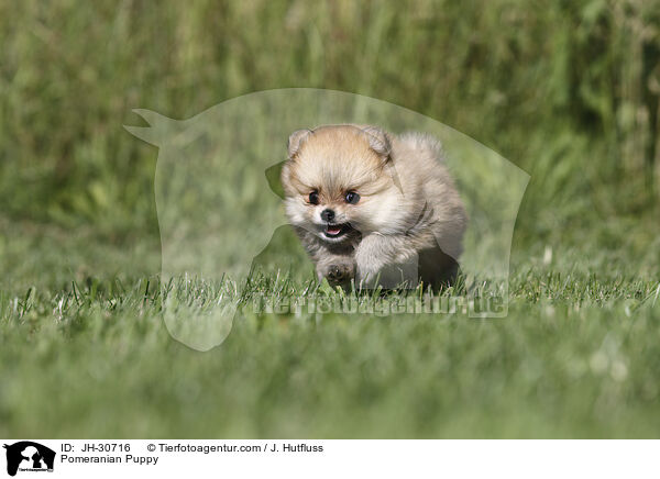 Zwergspitz Welpe / Pomeranian Puppy / JH-30716