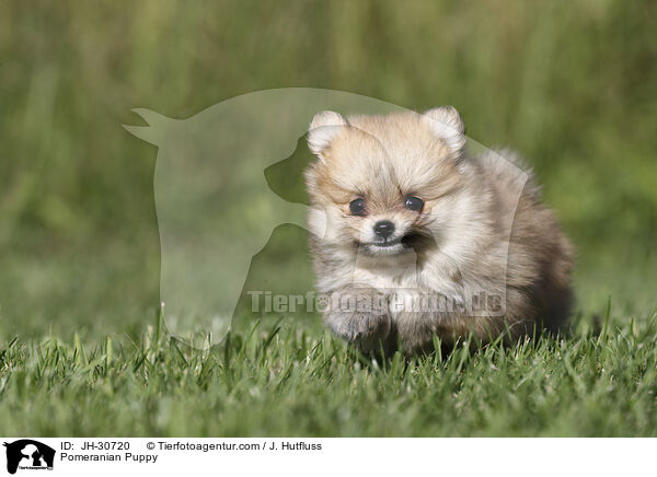 Pomeranian Puppy / JH-30720