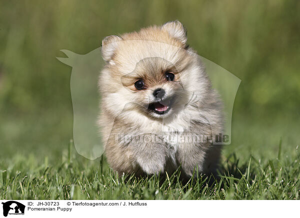 Pomeranian Puppy / JH-30723
