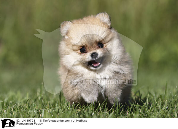 Zwergspitz Welpe / Pomeranian Puppy / JH-30723