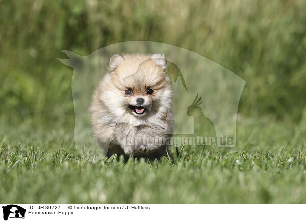 Zwergspitz Welpe / Pomeranian Puppy / JH-30727