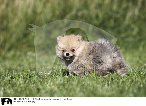 Zwergspitz Welpe / Pomeranian Puppy / JH-30744