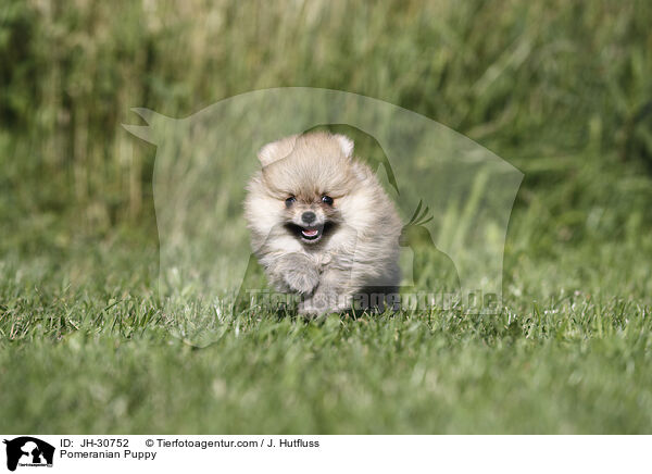 Zwergspitz Welpe / Pomeranian Puppy / JH-30752
