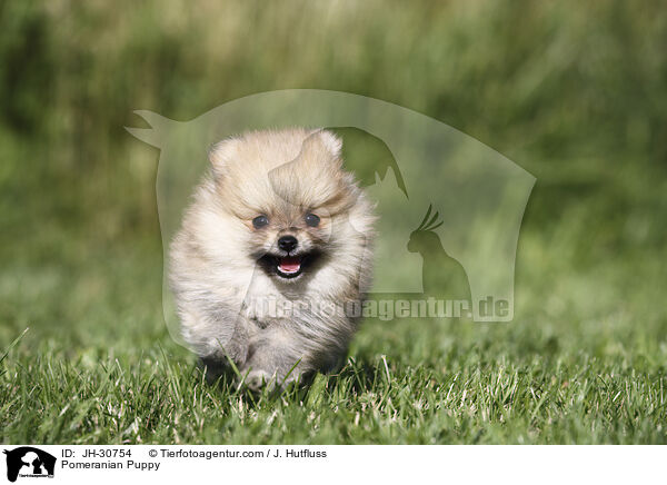 Zwergspitz Welpe / Pomeranian Puppy / JH-30754