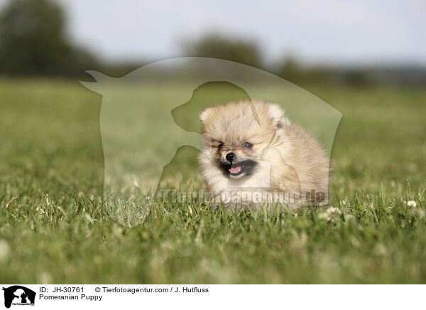 Zwergspitz Welpe / Pomeranian Puppy / JH-30761