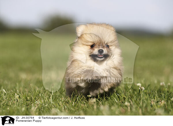 Zwergspitz Welpe / Pomeranian Puppy / JH-30764