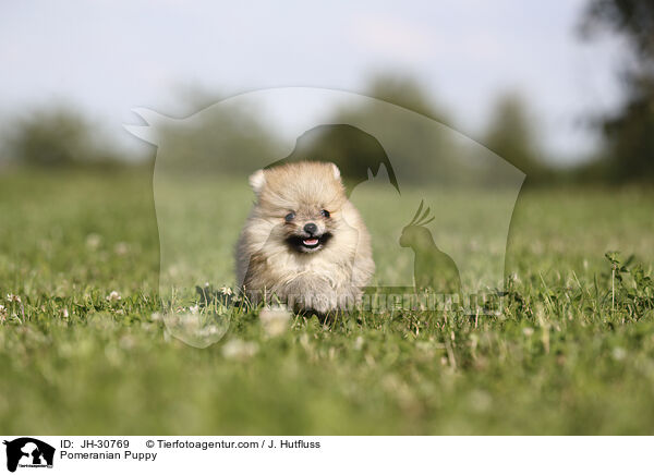 Zwergspitz Welpe / Pomeranian Puppy / JH-30769