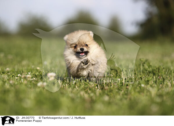 Zwergspitz Welpe / Pomeranian Puppy / JH-30770