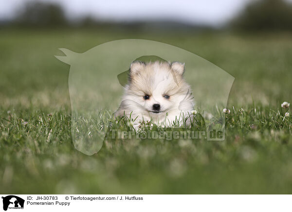 Zwergspitz Welpe / Pomeranian Puppy / JH-30783