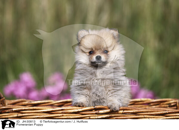 Zwergspitz Welpe / Pomeranian Puppy / JH-30813