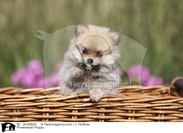 Zwergspitz Welpe / Pomeranian Puppy / JH-30820
