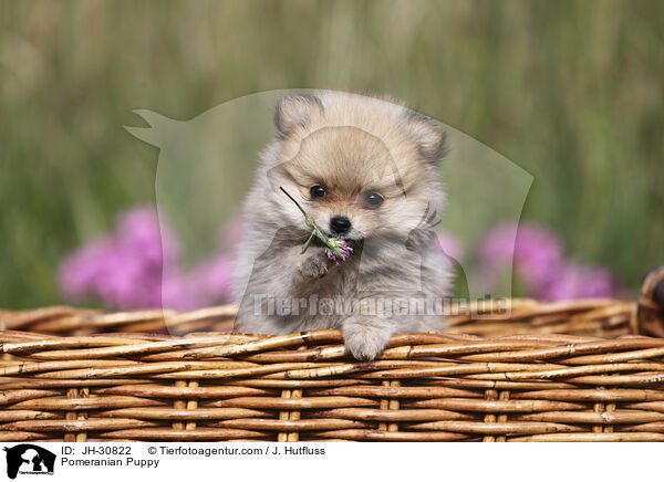 Zwergspitz Welpe / Pomeranian Puppy / JH-30822