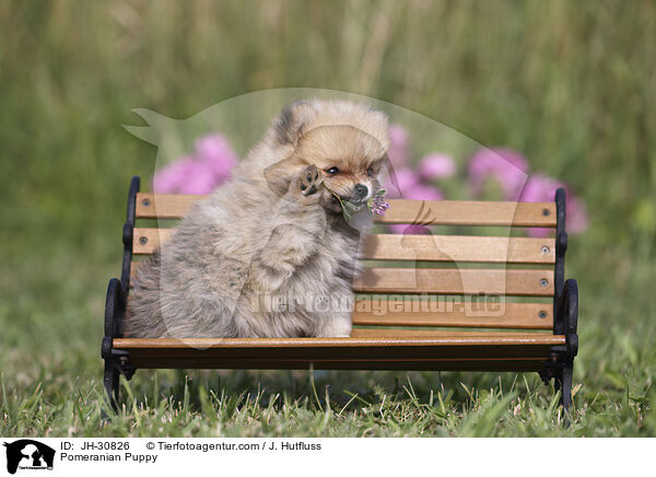 Pomeranian Puppy / JH-30826