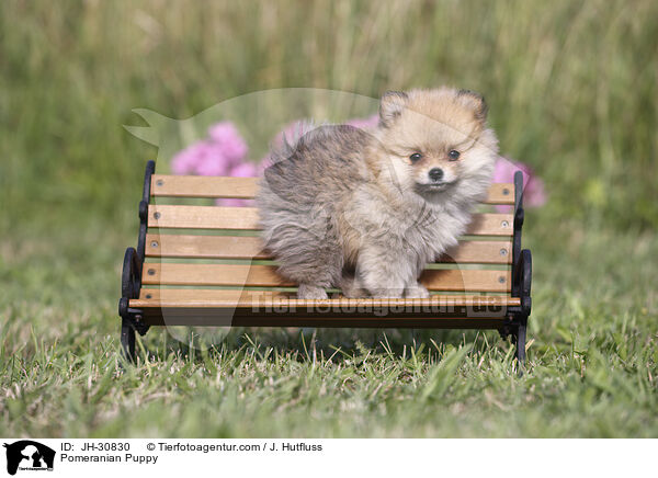 Zwergspitz Welpe / Pomeranian Puppy / JH-30830