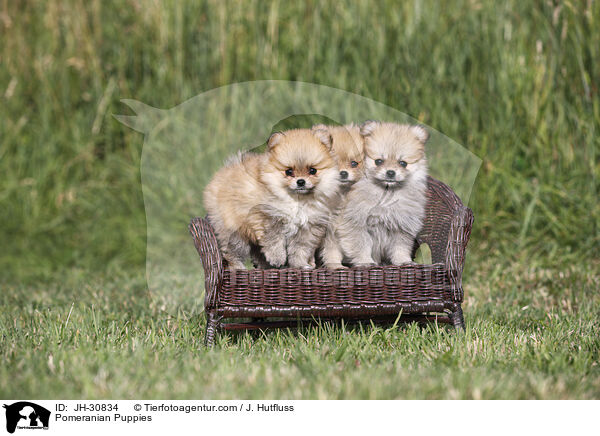 Zwergspitz Welpen / Pomeranian Puppies / JH-30834