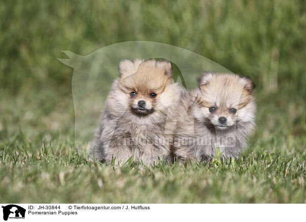 Zwergspitz Welpen / Pomeranian Puppies / JH-30844