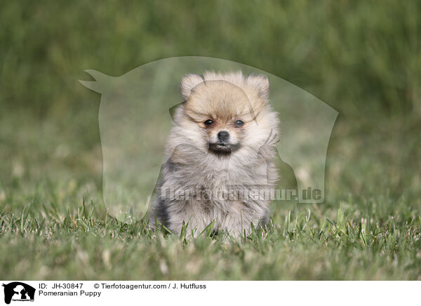 Zwergspitz Welpe / Pomeranian Puppy / JH-30847