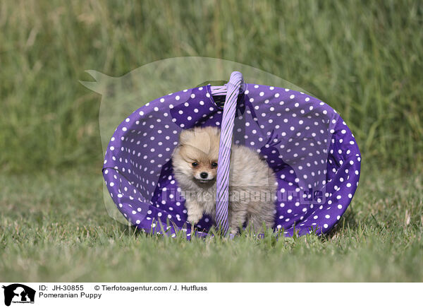 Zwergspitz Welpe / Pomeranian Puppy / JH-30855