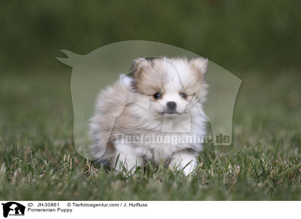 Zwergspitz Welpe / Pomeranian Puppy / JH-30861