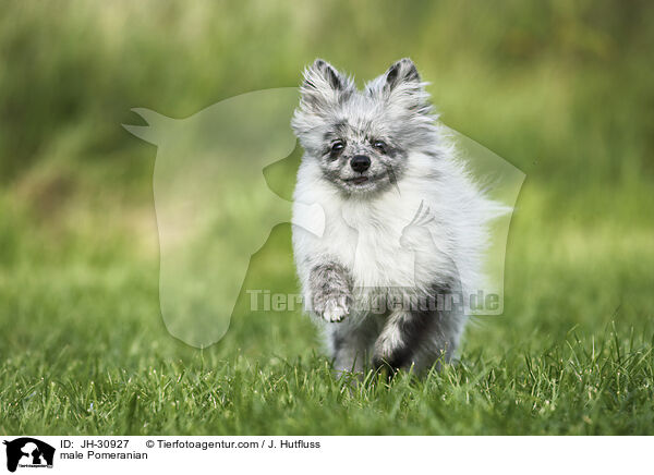 Zwergspitz Rde / male Pomeranian / JH-30927