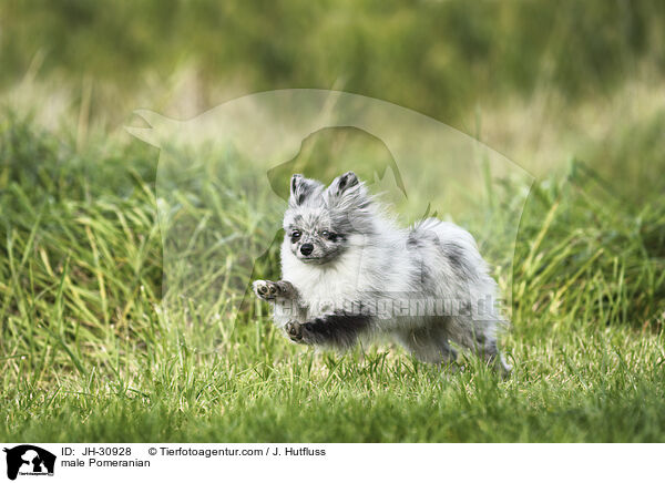 Zwergspitz Rde / male Pomeranian / JH-30928