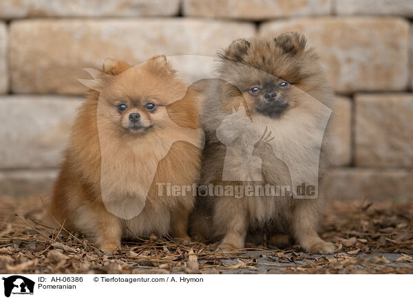 Zwergspitz / Pomeranian / AH-06386