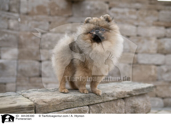 Zwergspitz / Pomeranian / AH-06390