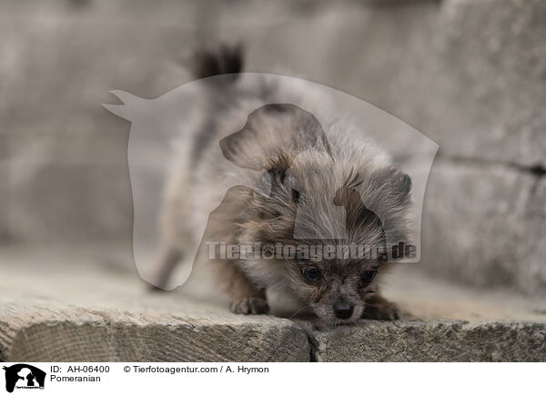 Zwergspitz / Pomeranian / AH-06400