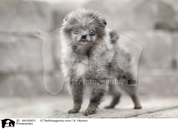 Zwergspitz / Pomeranian / AH-06401