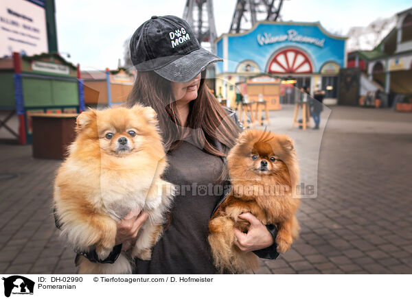 Zwergspitz / Pomeranian / DH-02990