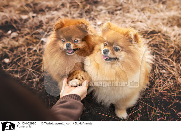 Zwergspitz / Pomeranian / DH-02995