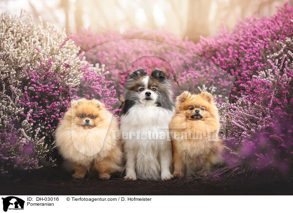 Zwergspitz / Pomeranian / DH-03016