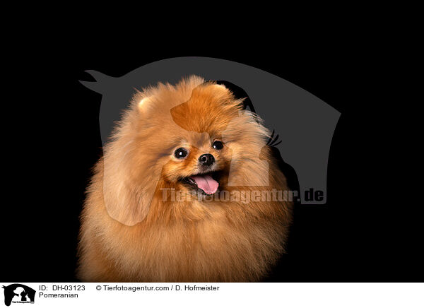 Zwergspitz / Pomeranian / DH-03123