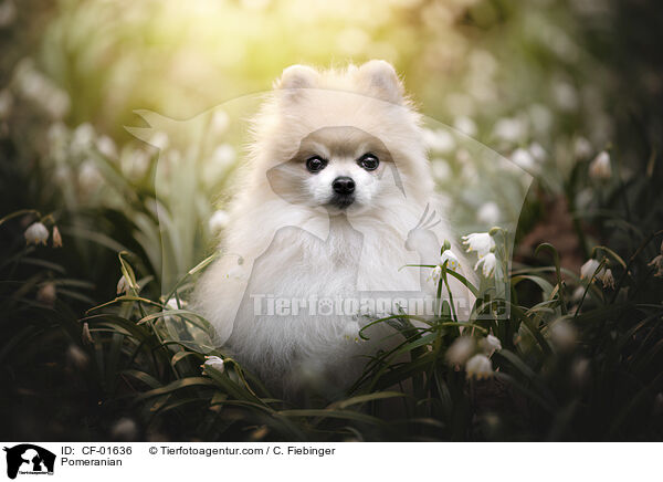 Pomeranian / CF-01636
